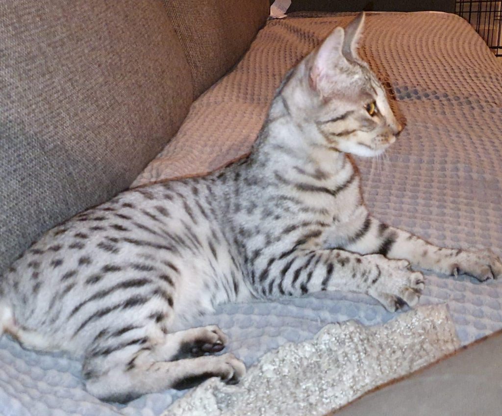 Savannah